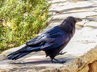 0011 A raven